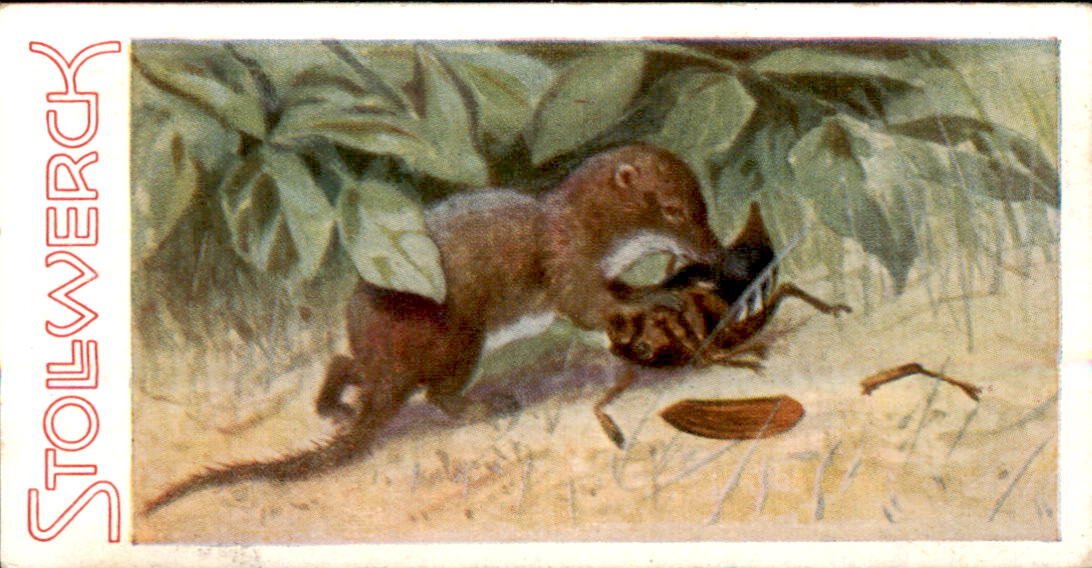 /Germany/Stollwerck/Animals/DE_Stollwerck_1932_Aus dem Tierreich (69).jpg